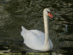 111 - Cigno, splendido animale